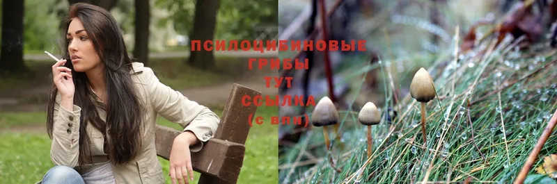 Псилоцибиновые грибы Magic Shrooms  даркнет сайт  Калининск 